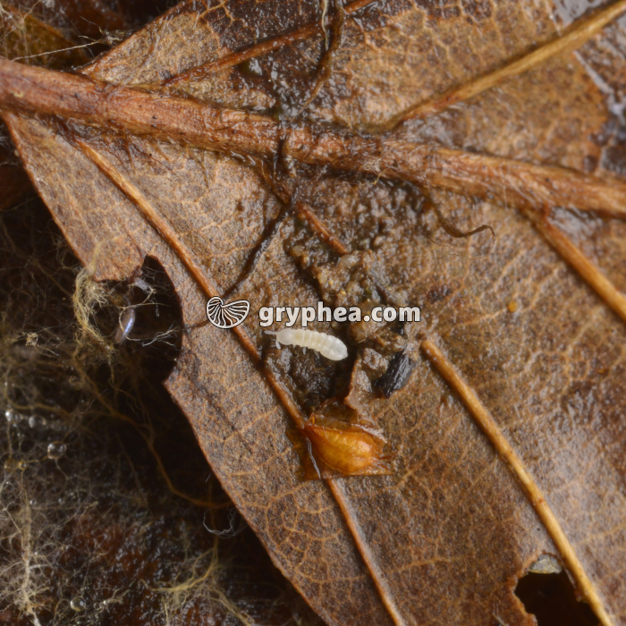 Protoure - gryphea.com